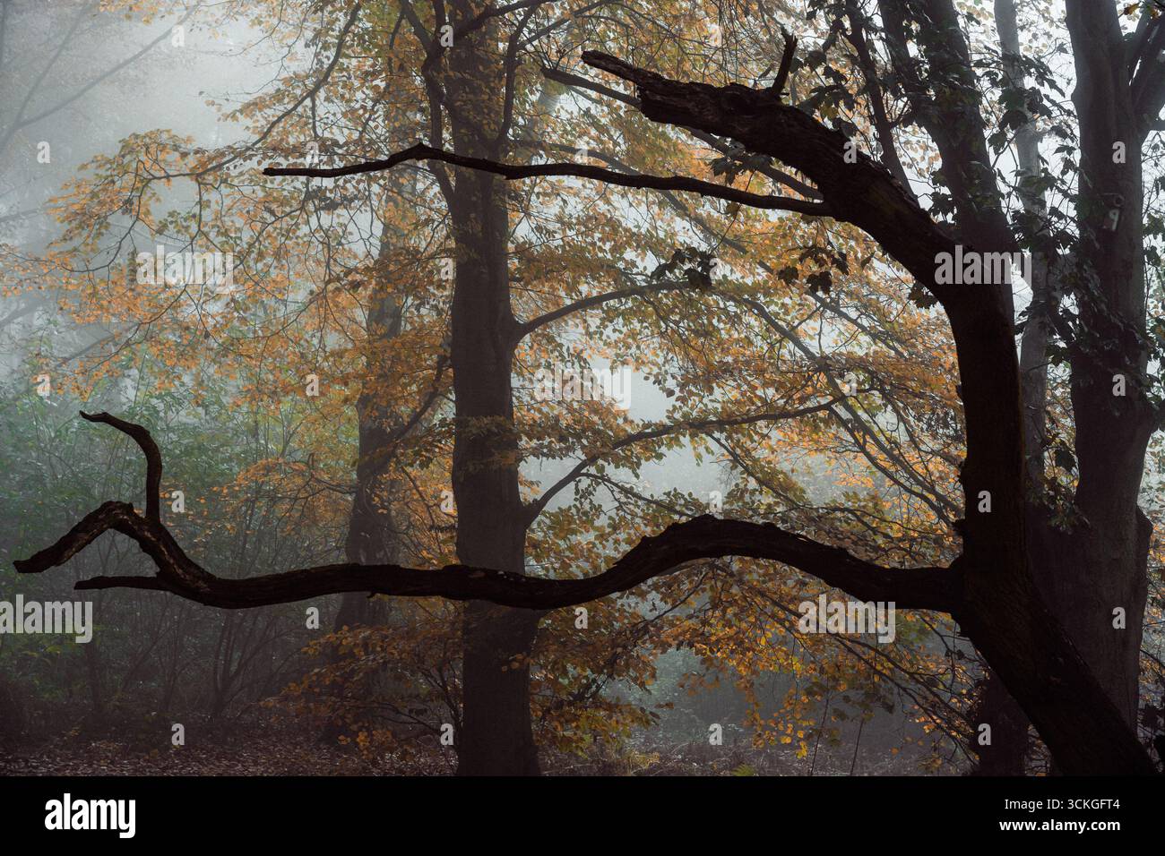 Bosco autunnale con rami di alberi ritorti in nebbia mattutina Foto Stock