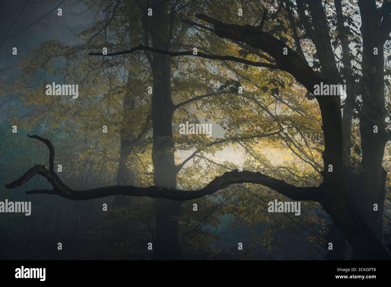 Ramo d'albero contorto sagomato in un bosco nebbioso con luce autunnale Foto Stock