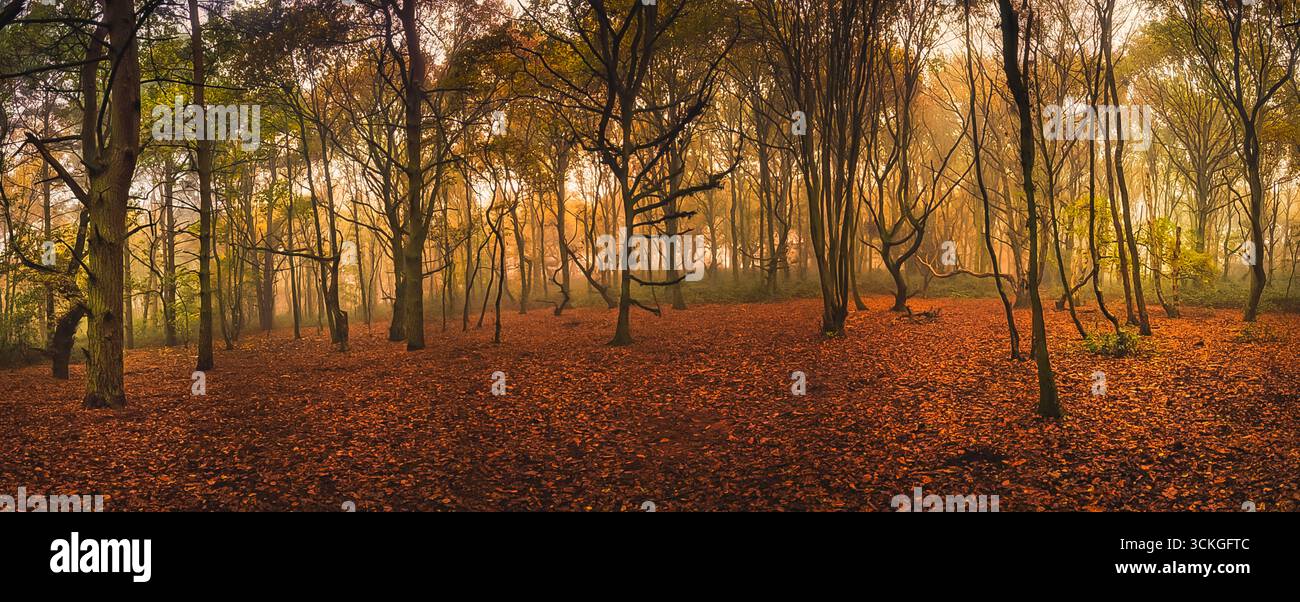 Bosco autunnale all'alba con luce dorata che filtra tra tra gli alberi Foto Stock