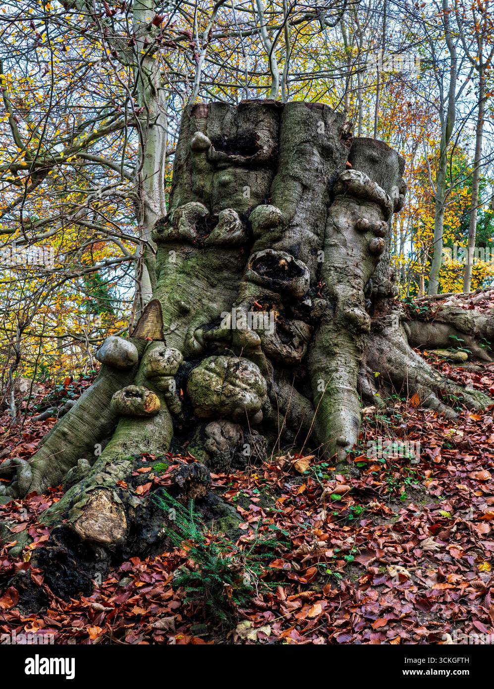 Antico ceppo d'albero con radici gnarate e corteccia ruvida nel bosco autunnale Foto Stock
