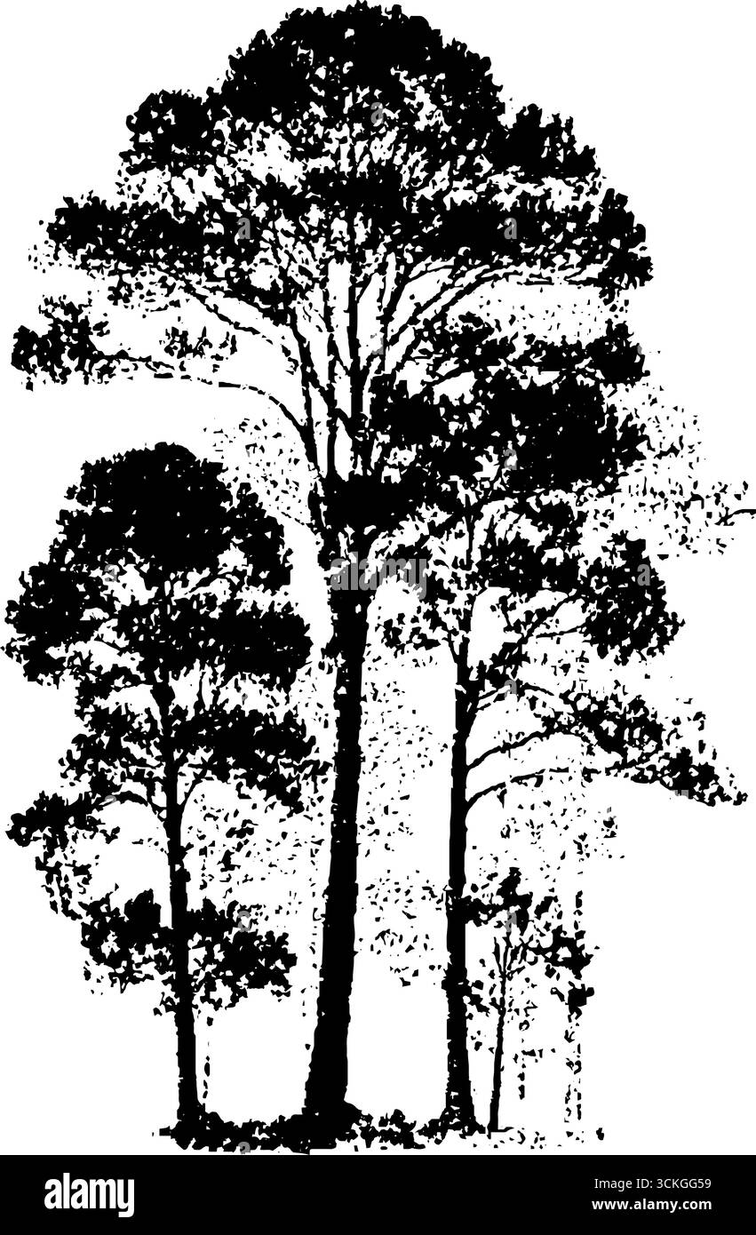 Inquietante illustrazione in bianco e nero della scena boschiva infestata per i manifesti. Illustrazione Vettoriale