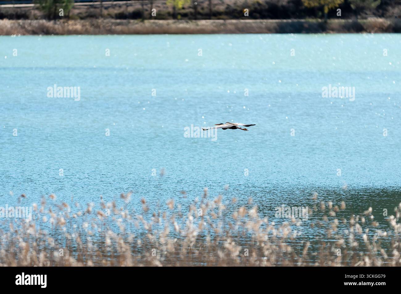 Un uccello vola aggraziatamente sull'acqua tranquilla, circondato da canne lussureggianti, catturando un momento di bellezza della natura. Foto Stock