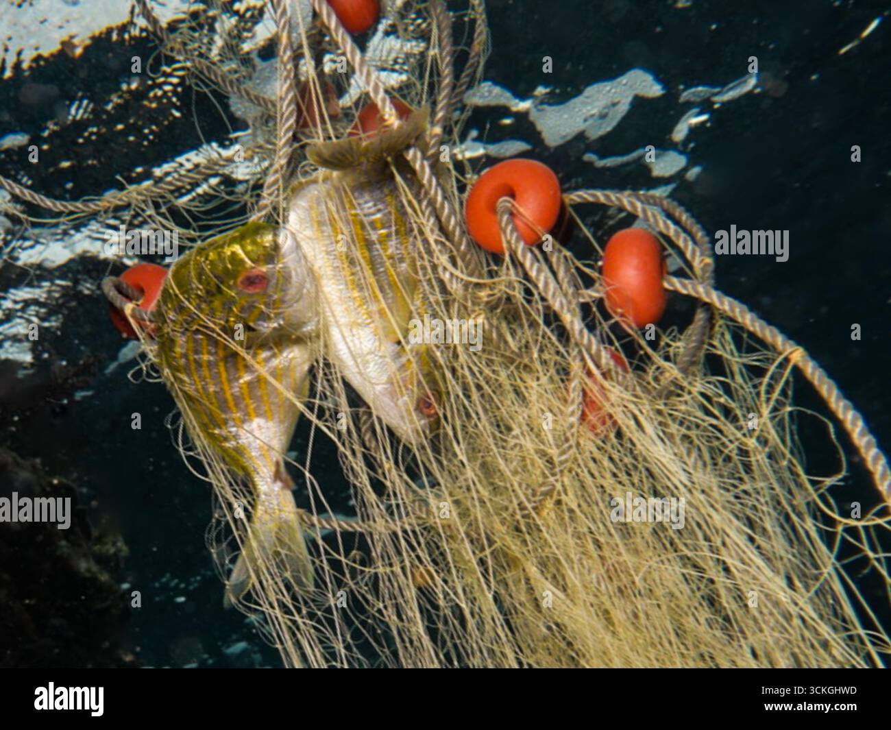 Pesci da sogno allucinogeni intrappolati nelle reti Foto Stock