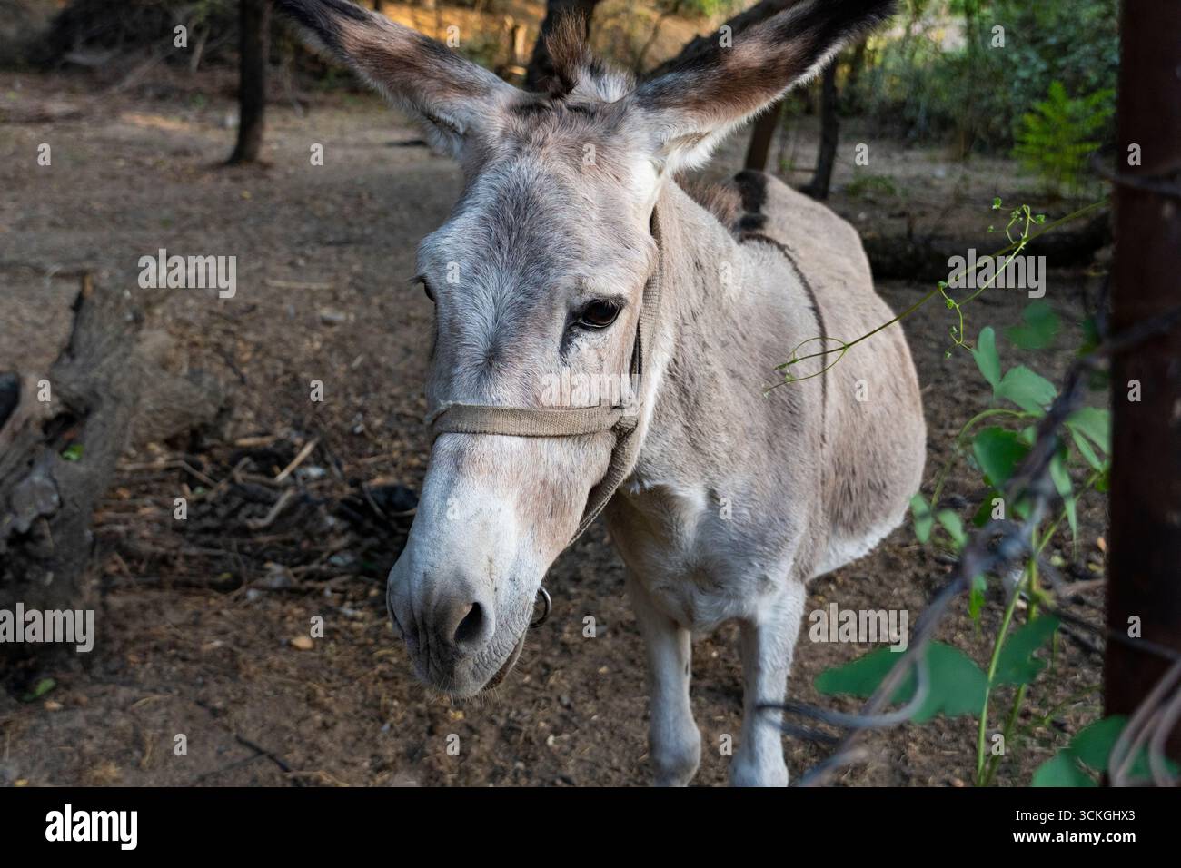 Asino grigio chiaro che pascolano su terreni sterrati in una tranquilla area boscosa, evocando fascino rurale e semplicità naturale Foto Stock