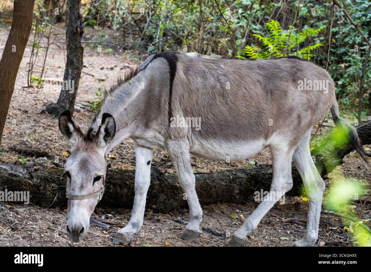Asino grigio chiaro che pascolano su terreni sterrati in una tranquilla area boscosa, evocando fascino rurale e semplicità naturale Foto Stock
