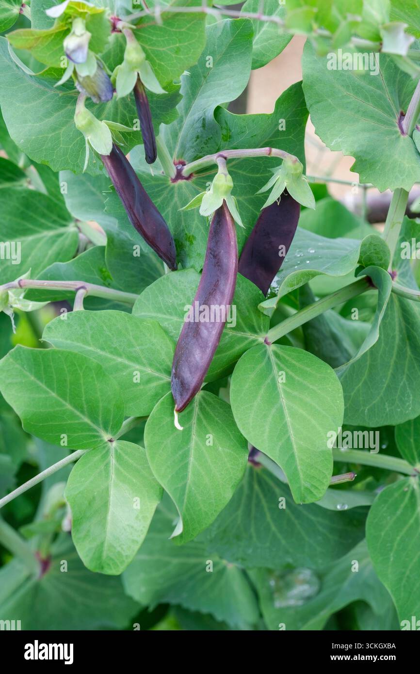 Pisum sativum Shiraz, pisello, Mangetout Shiraz, pisello porpora, piselli porpora che crescono sulla vite Foto Stock
