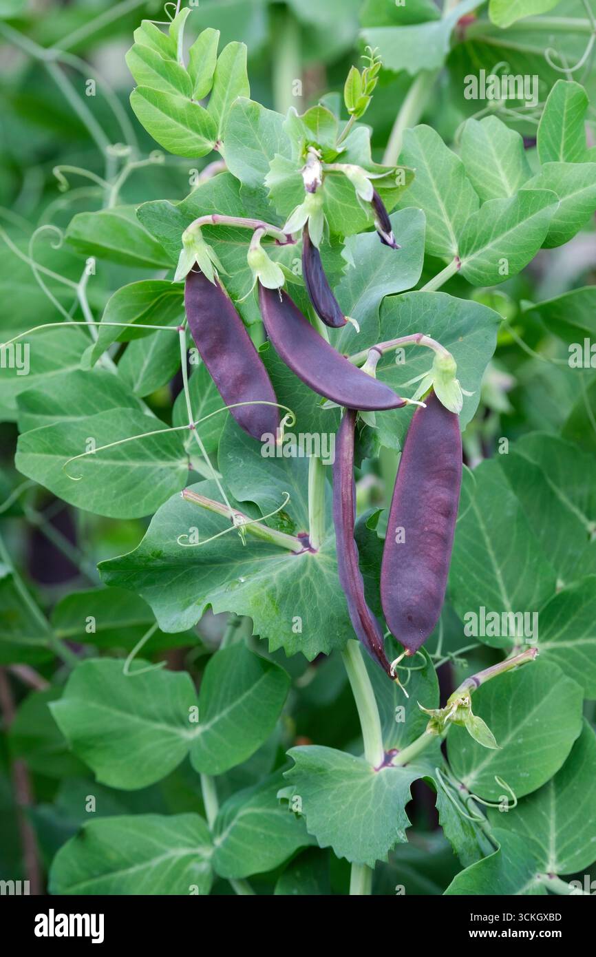 Pisum sativum Shiraz, pisello, Mangetout Shiraz, pisello porpora, piselli porpora che crescono sulla vite Foto Stock