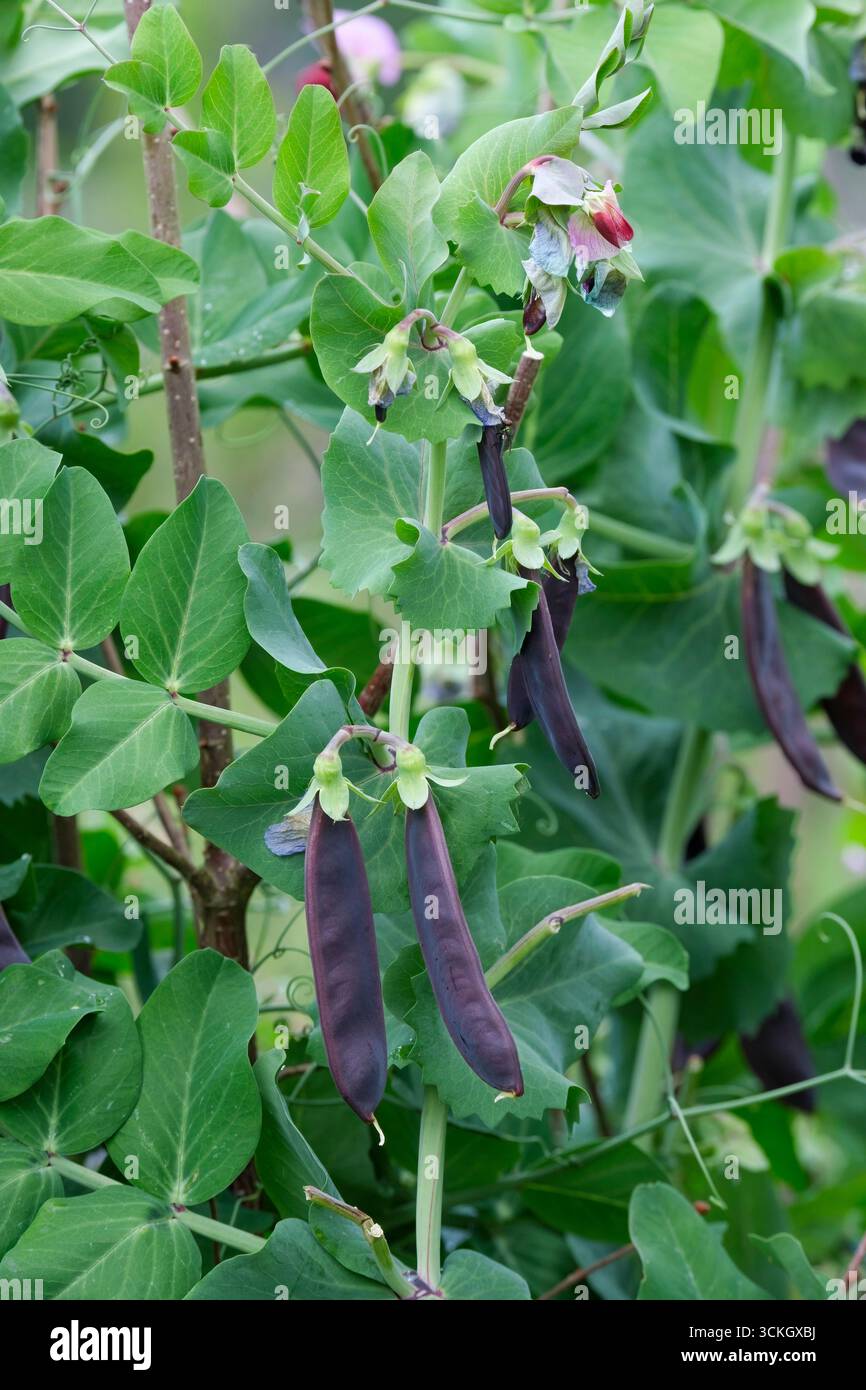 Pisum sativum Shiraz, pisello, Mangetout Shiraz, pisello porpora, piselli porpora che crescono sulla vite Foto Stock