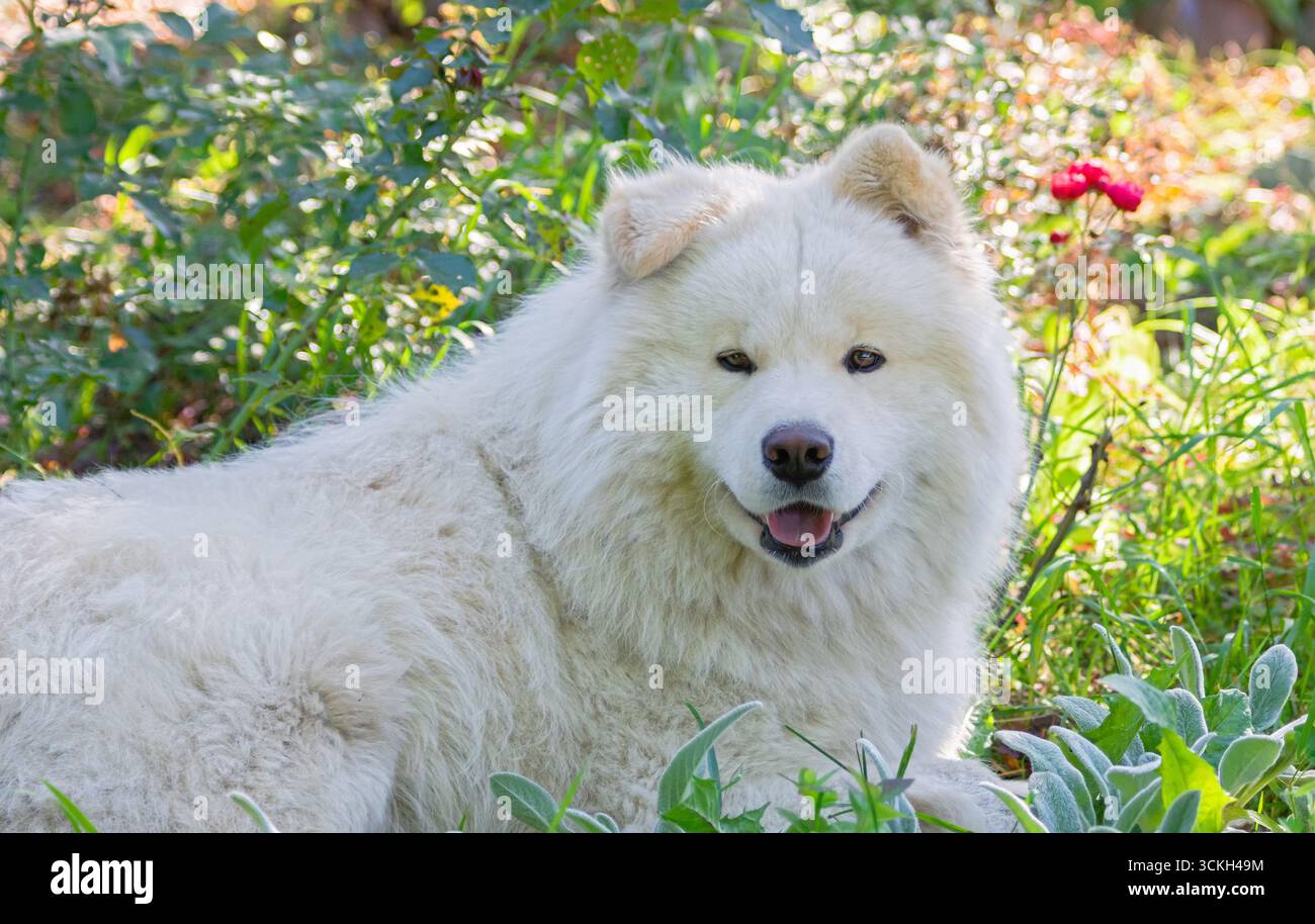 Felice e soffice cane Samoyed con un affascinante sorriso steso su erba verde in un giardino estivo, canino bianco di razza pura godendo della natura, espressivo e allegro Foto Stock