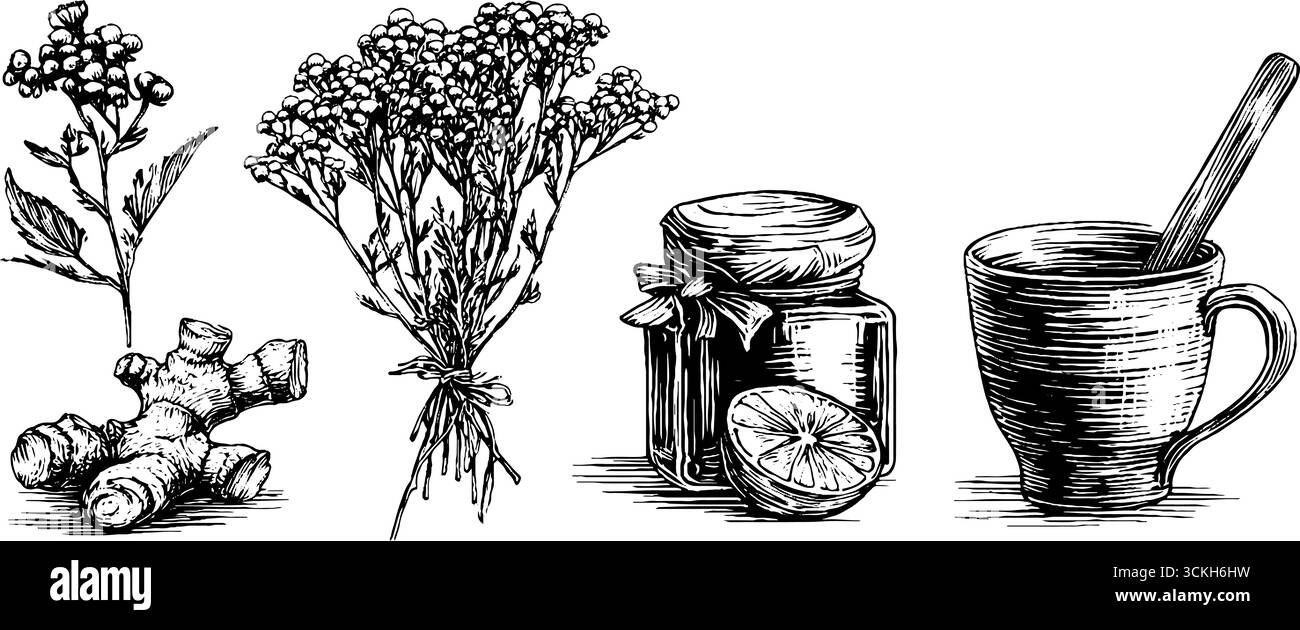 Raccolta invernale di rimedi a base di erbe per la guarigione naturale e il benessere. Illustrazione Vettoriale