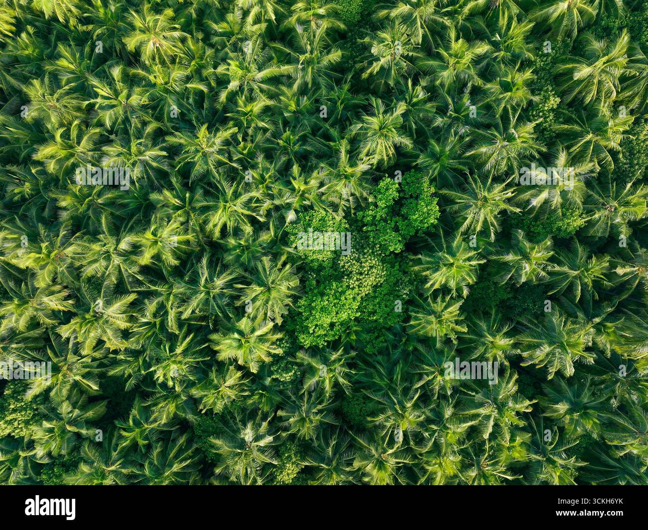 Vista aerea di una lussureggiante baldacchino smeraldo di palme che si estende fino all'orizzonte, punteggiata da un gruppo di vegetazione verdeggiante, Maalhos, Atollo di Baa, Maldive. Foto Stock