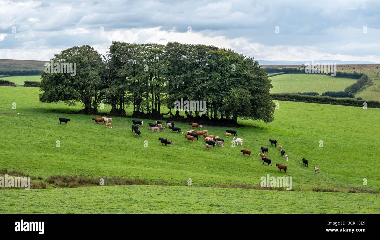Bestiame nel campo Foto Stock