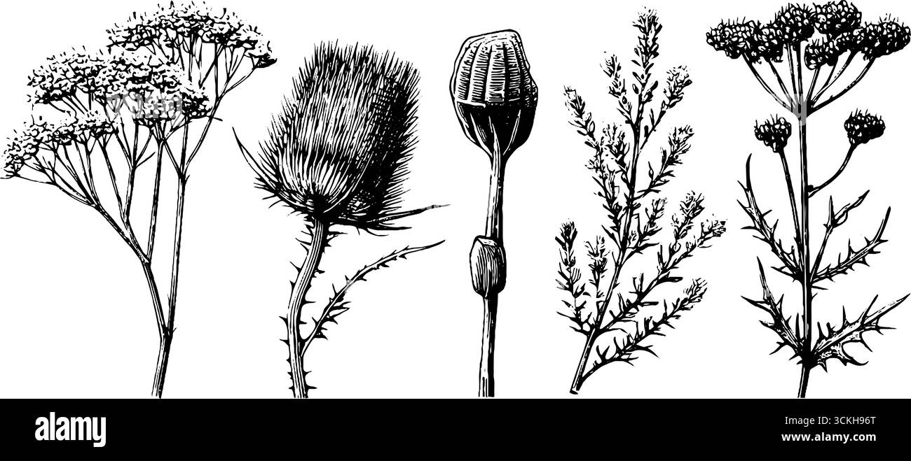 Collezione dettagliata di schizzi botanici di piante secche e bancale per la progettazione della natura. Illustrazione Vettoriale