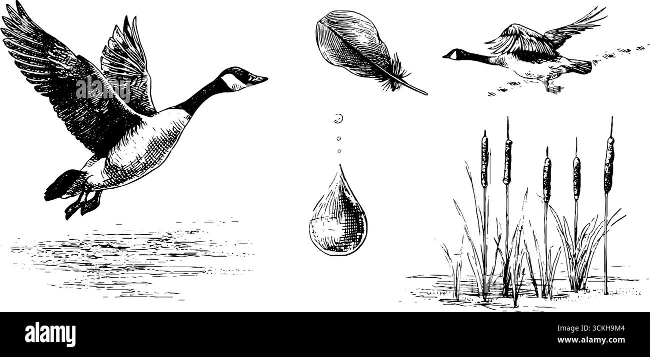Set di uccelli migratori disegnati a mano che riposano su un laghetto ghiacciato con elementi naturali per un design vintage. Illustrazione Vettoriale