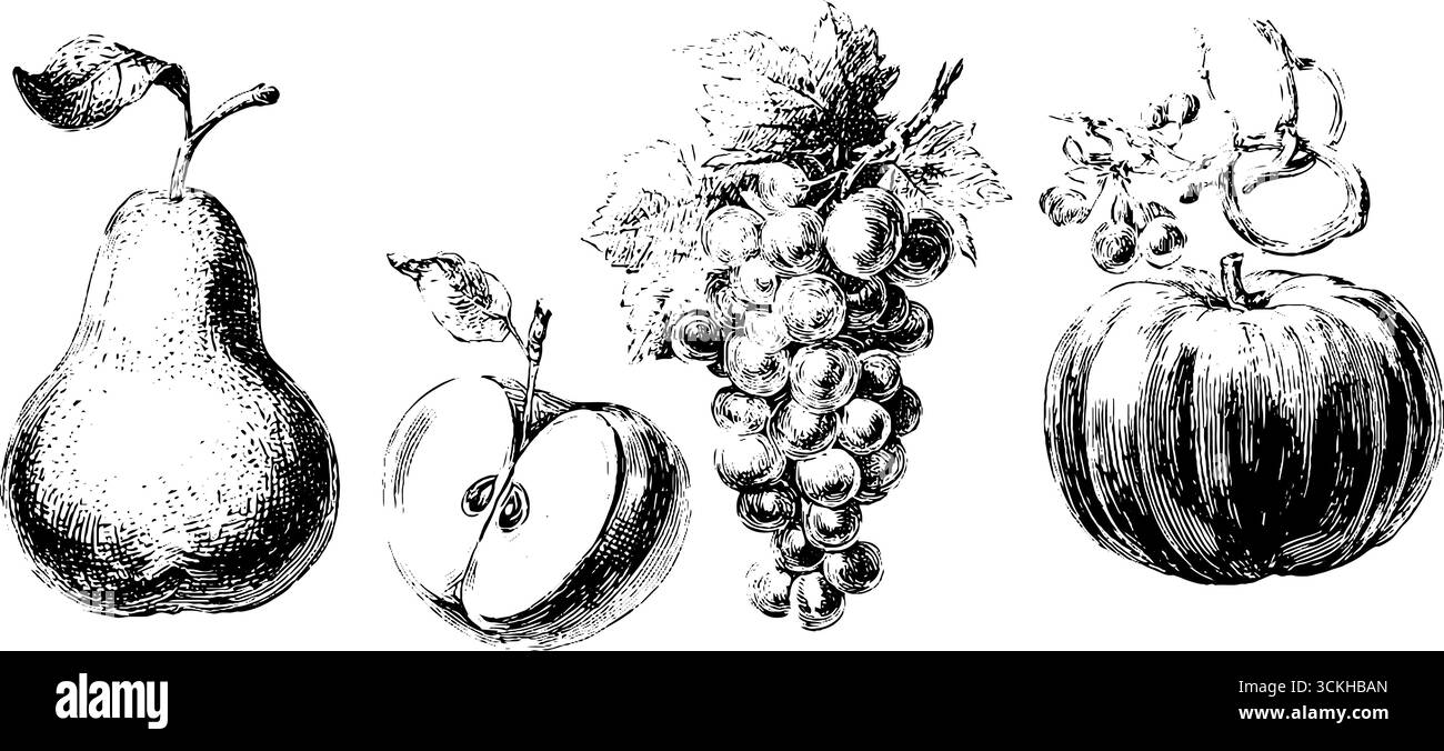 Set di frutta autunnali vintage: Pera, mela, uva e incisione di zucca per un design stagionale. Illustrazione Vettoriale