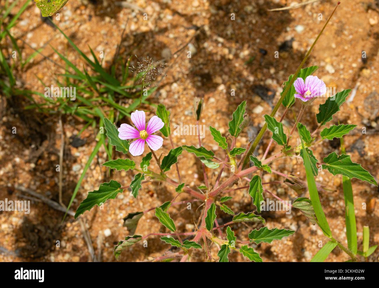 L'annuale Dysentery Flower è una piccola pianta erbacea che abbraccia il terreno appartenente alla famiglia Cranesbill. Erano riuniti per curare la diarrea Foto Stock