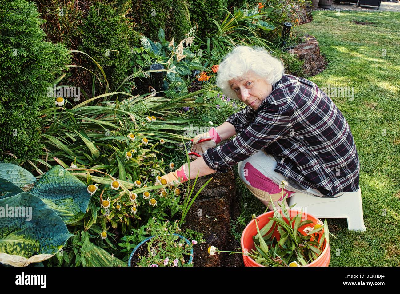 Giardiniere anziano potare i fiori nel giardino sul retro Foto Stock