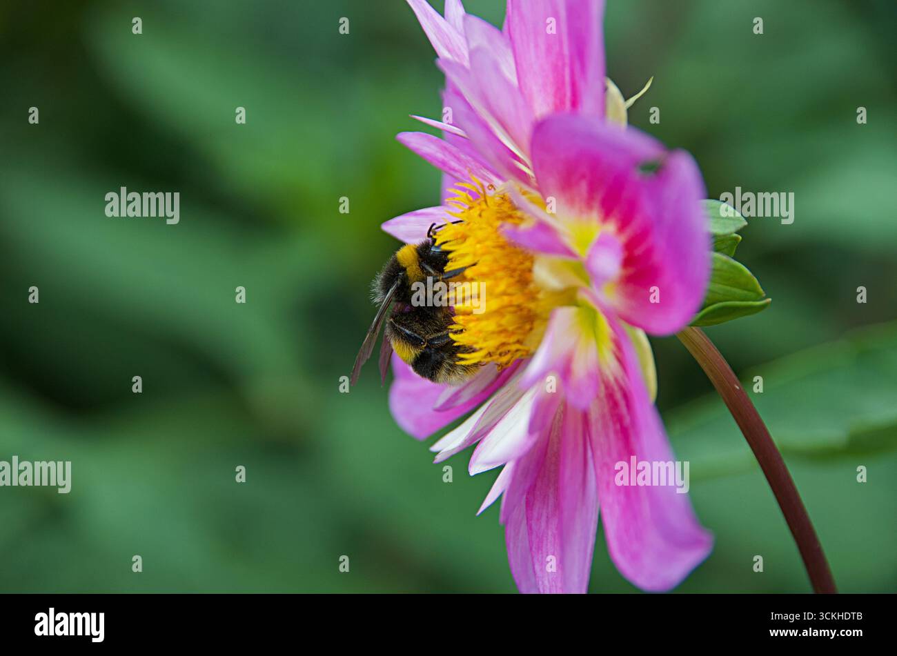 Paesaggio- Un'ape poggia su un fiore Foto Stock