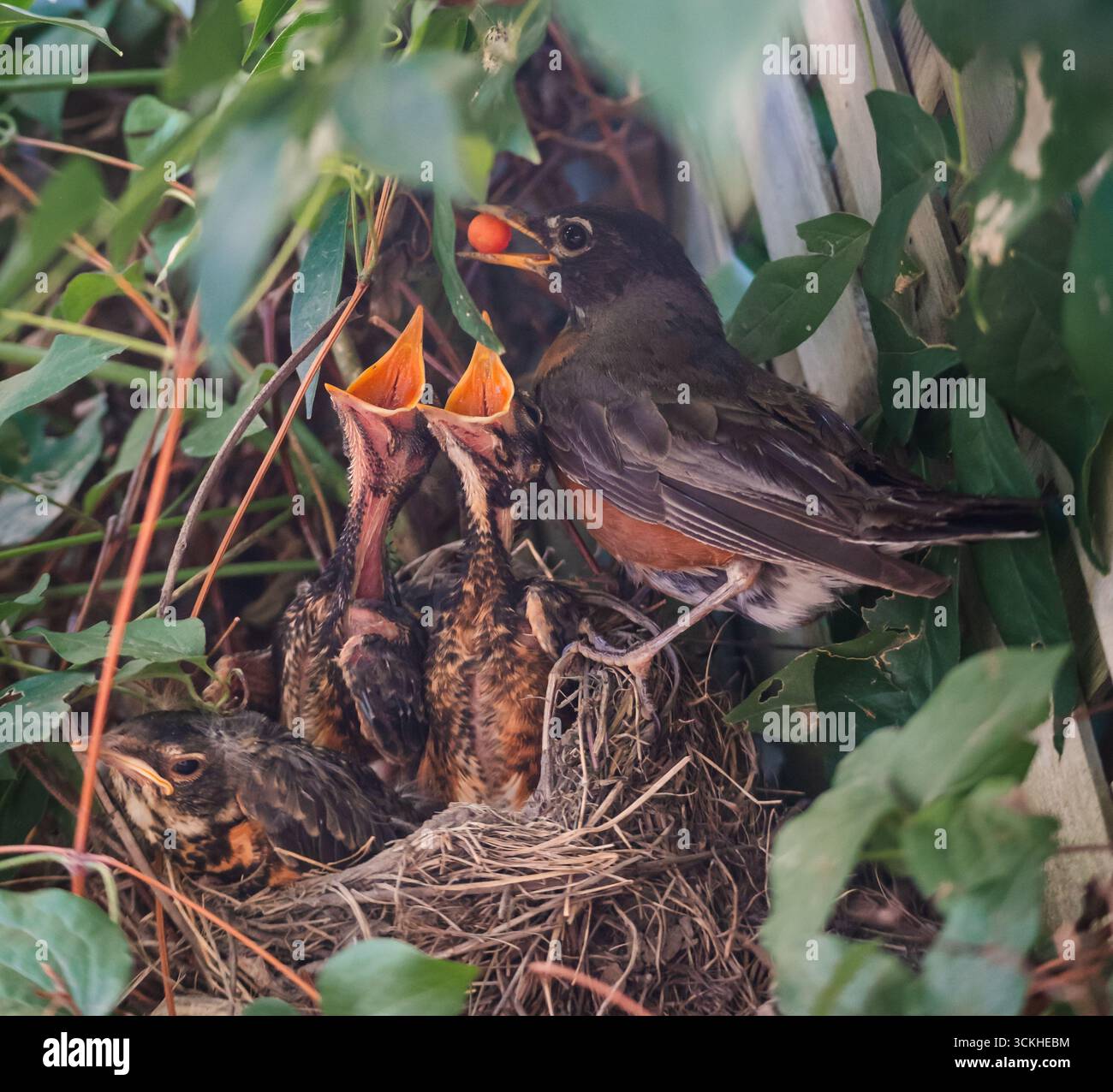Uccelli con becchi aperti nutriti da madre robin nel nido. Foto Stock Uccelli con becchi aperti nutriti da madre robin nel nido. Foto Stock