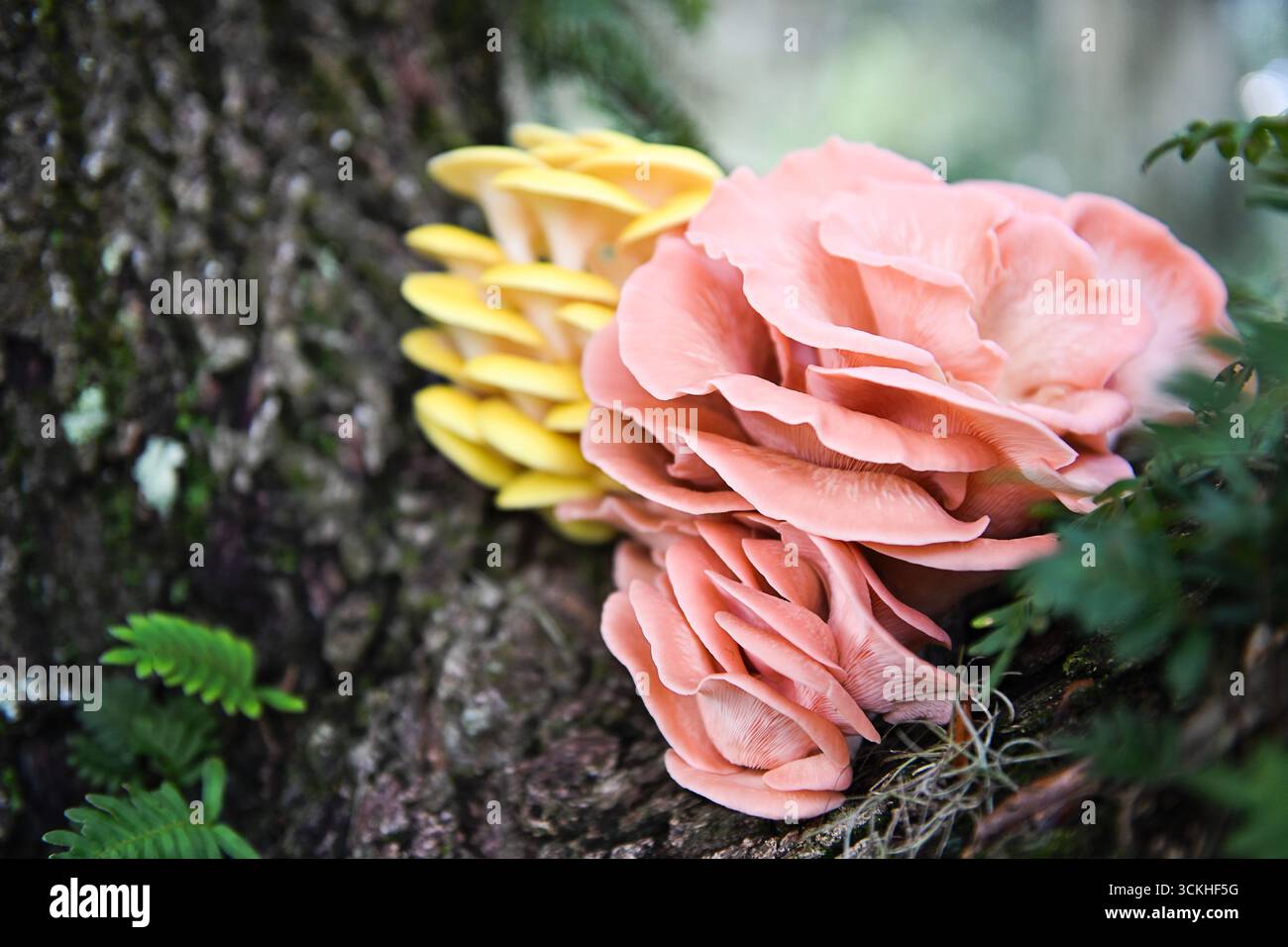 Funghi di ostriche rosa e dorate che crescono sugli alberi in Florida Foto Stock