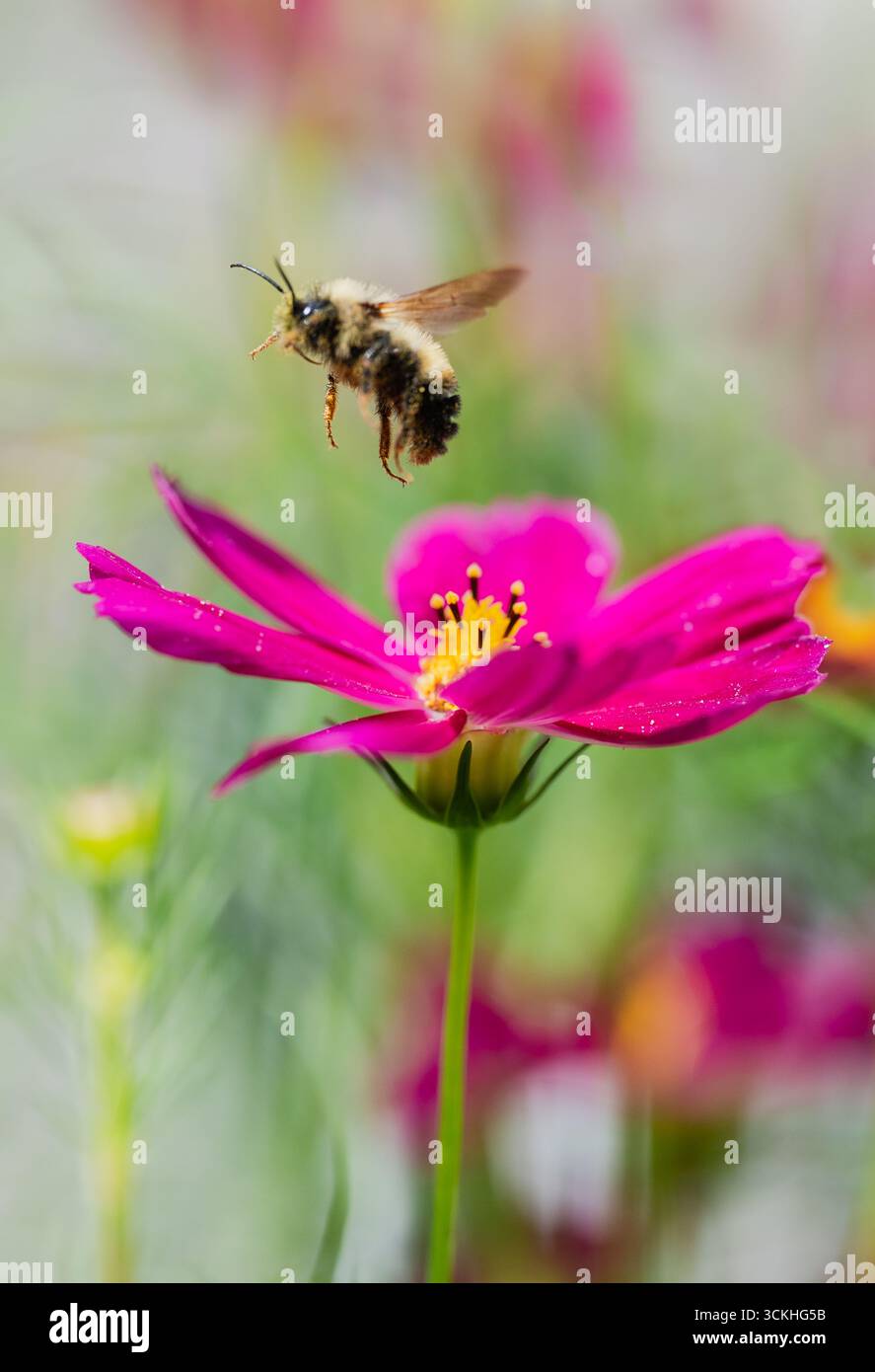 Primo piano dell'ape che vola lontano dai fiori il giorno d'estate. Foto Stock
