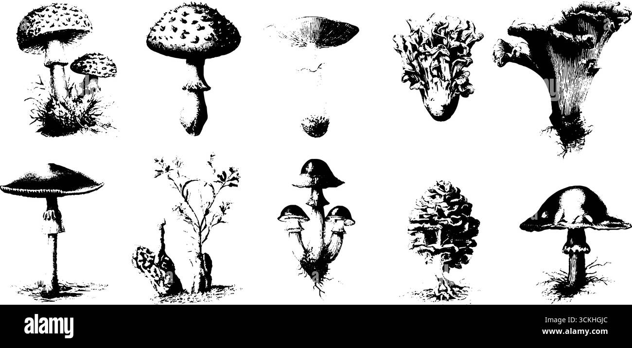 Collezione di elementi di design con incisione vintage di funghi per opere d'arte retrò e progetti artigianali. Illustrazione Vettoriale
