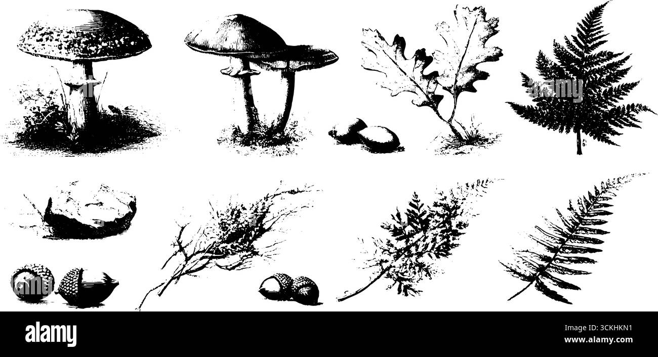 Collezione di schizzi botanici vintage di funghi e piante per il design. Illustrazione Vettoriale