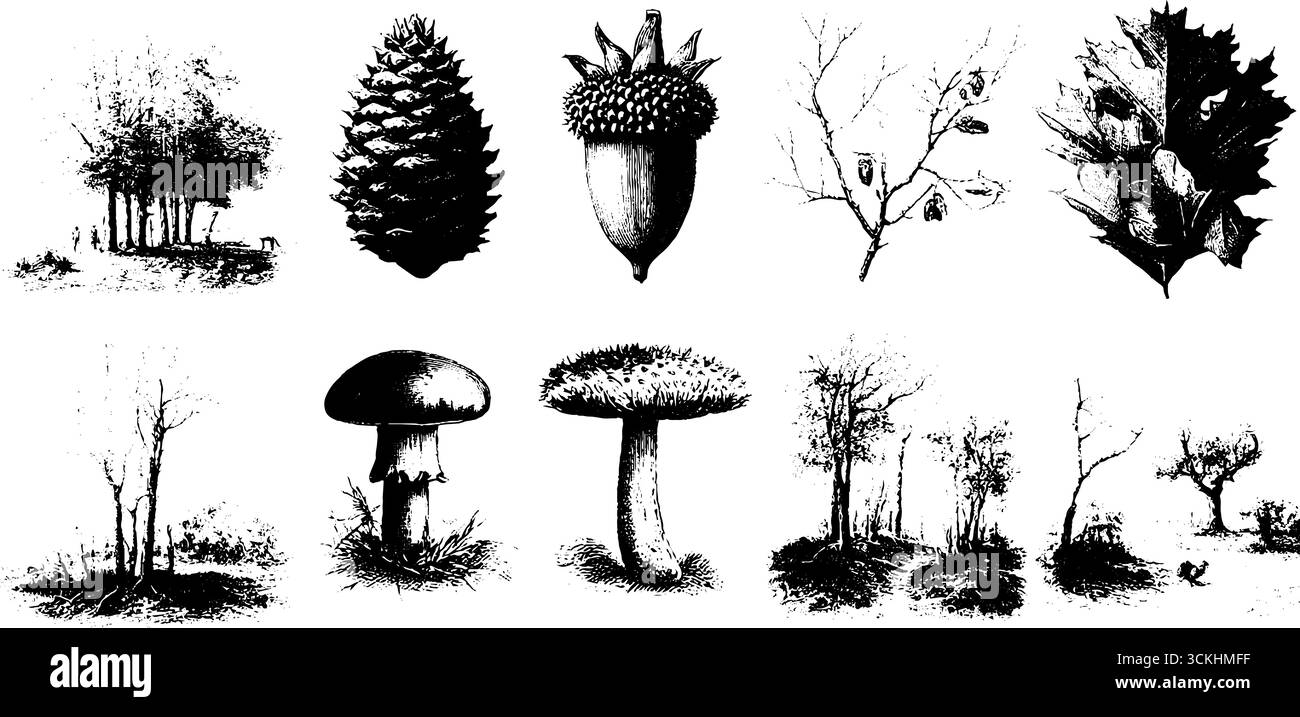 Dettagli del pavimento della foresta in autunno - collezione di incisioni vintage con alberi, funghi e foglie per design e decorazione. Illustrazione Vettoriale