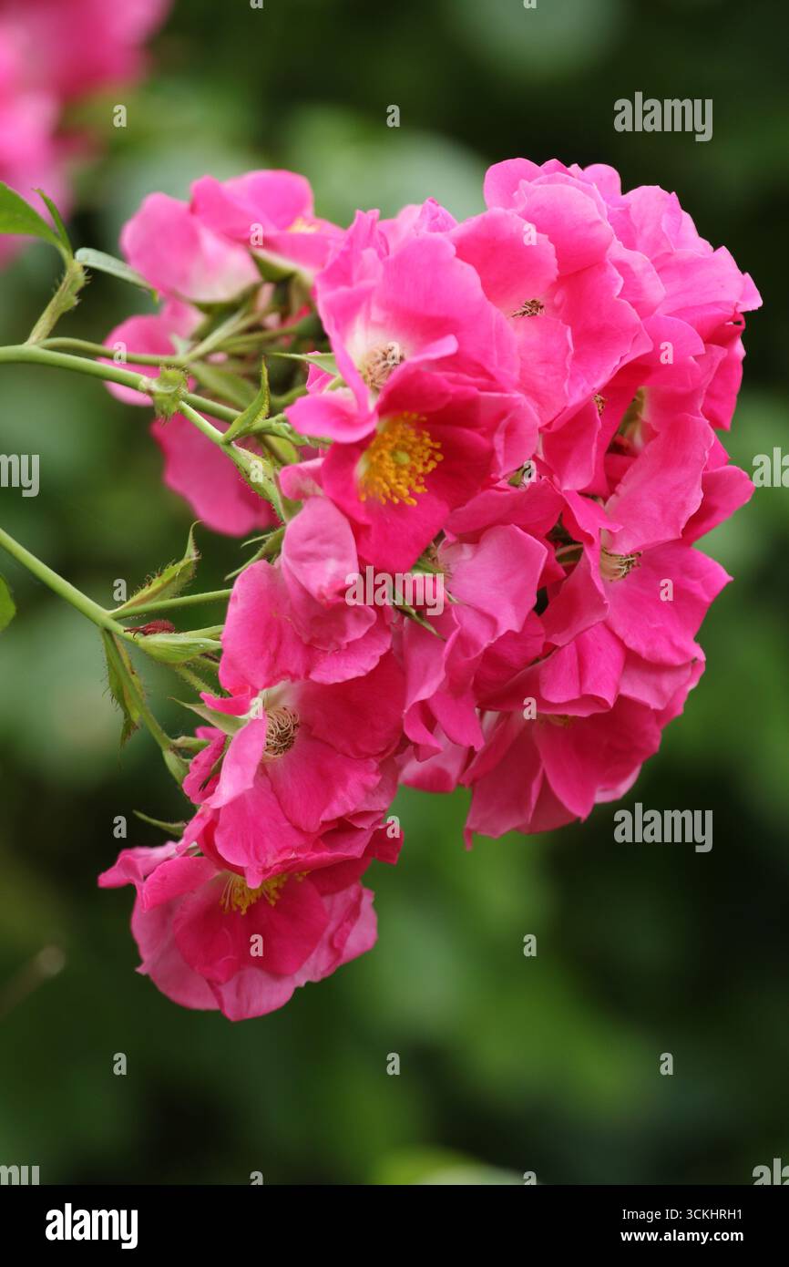 Rose rosa in abbondanza in piena fioritura. Foto Stock