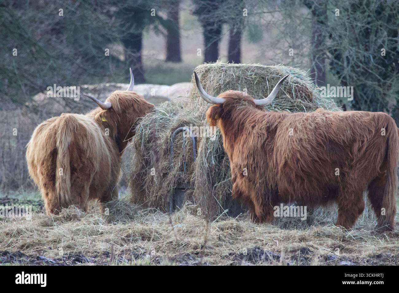 Bestiame delle Highland che si nutrono in una giornata fredda sul campo. Foto Stock