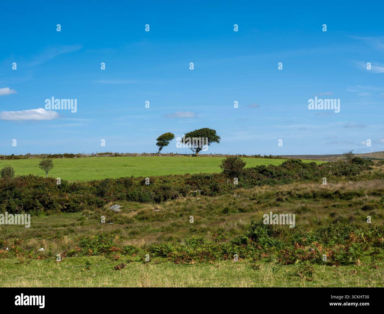 Due alberi su Dartmoor Foto Stock