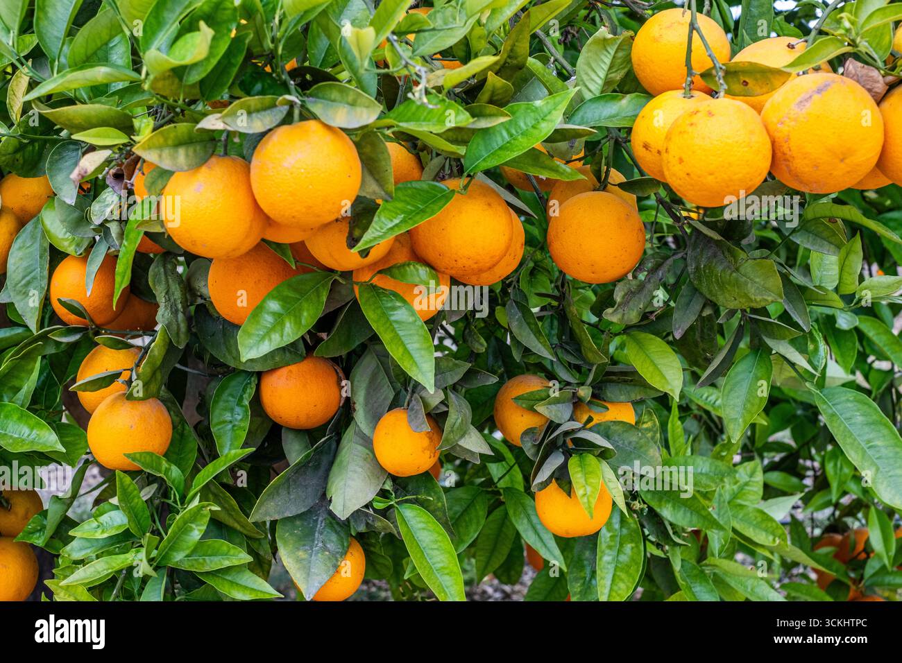Le arance sono mature e pronte per la raccolta, incastonate tra foglie verdi rigogliose, incarnano la freschezza dell'estate e la gioia di mangiare sano Foto Stock