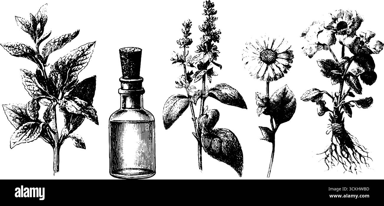Raccolta di erbe medicinali con elementi grafici incisi per rimedi naturali e illustrazioni botaniche. Illustrazione Vettoriale