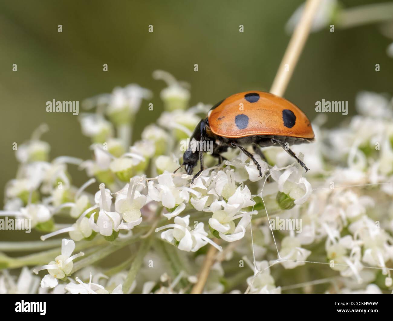 Una coccinella a sette punti (Coccinella septempunctata) con elitre arancione-rosse brillanti e macchie nere prominenti su un grappolo di delicate fiori bianchi Foto Stock