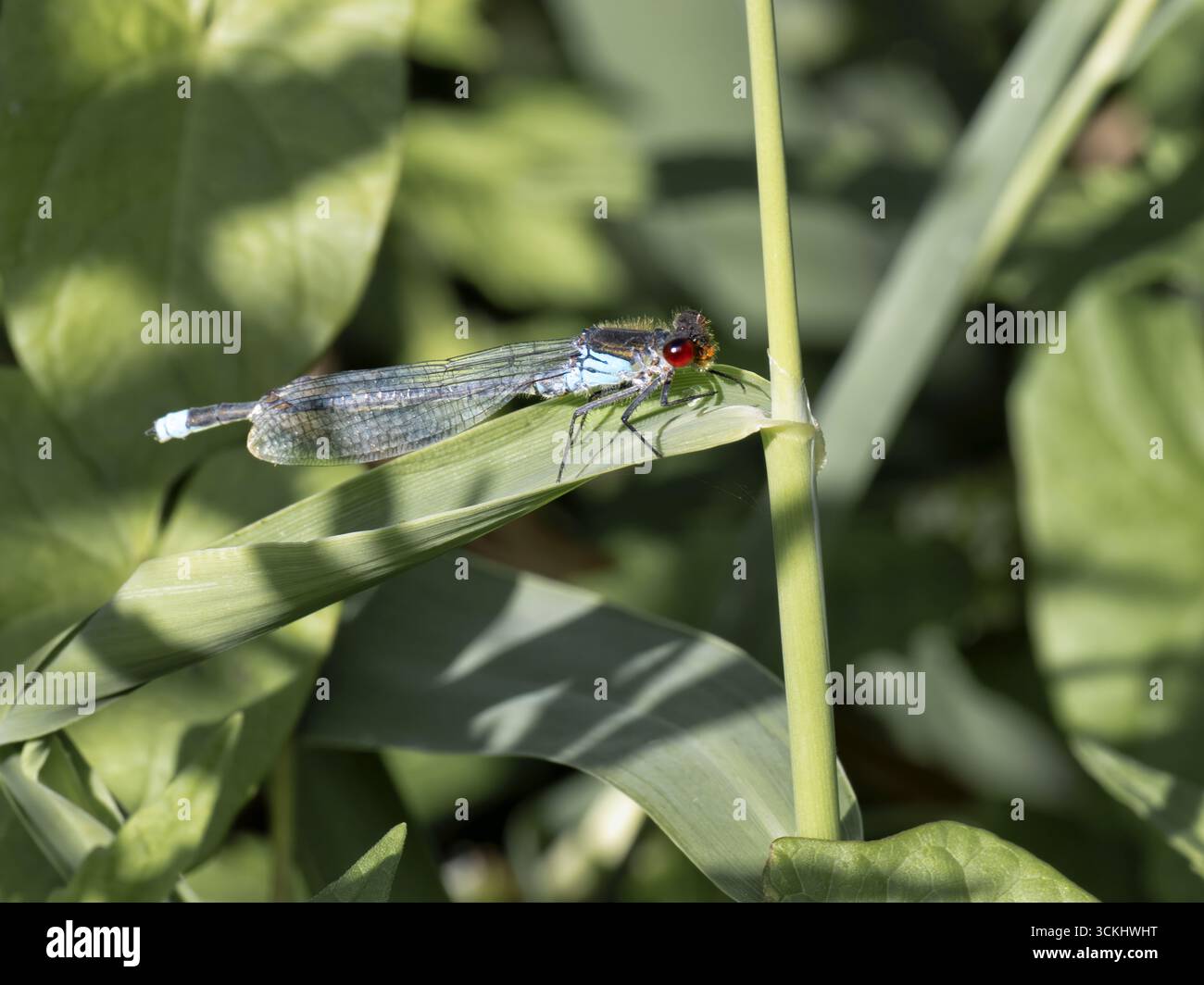 Libellula dagli occhi rossi (Erythromma najas) in riposo su uno stelo fogliare verde, vista laterale. Foto Stock