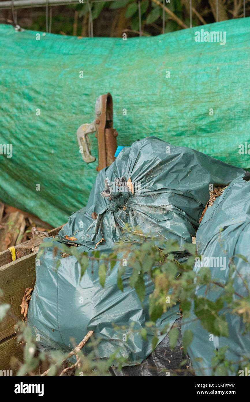 I sacchetti verdi nascosti per lo scarico illegale si impilano sotto fogliame sfocato vicino ai contenitori invecchiati, che raccontano un messaggio di conflitto ambientale di consapevolezza ecologica sostenibile Foto Stock