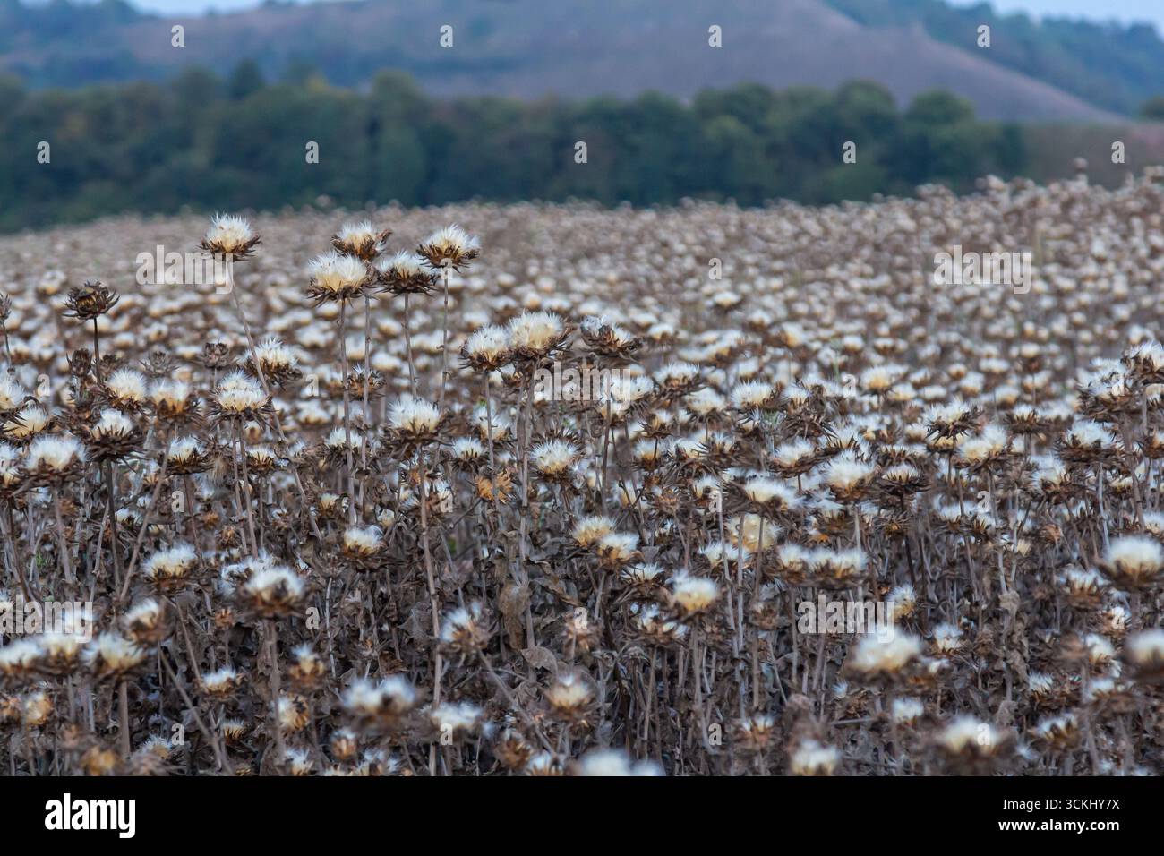 Testa di semi di cardo da latte - nome latino - Silybum marianum. Foto Stock