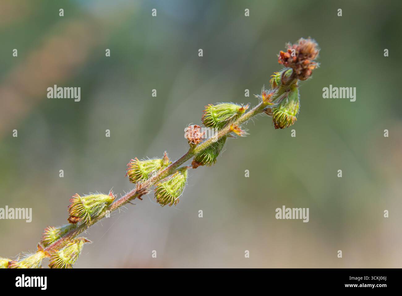 Semi di agrimonia comuni, nome latino Agrimonia eupatoria. Foto Stock