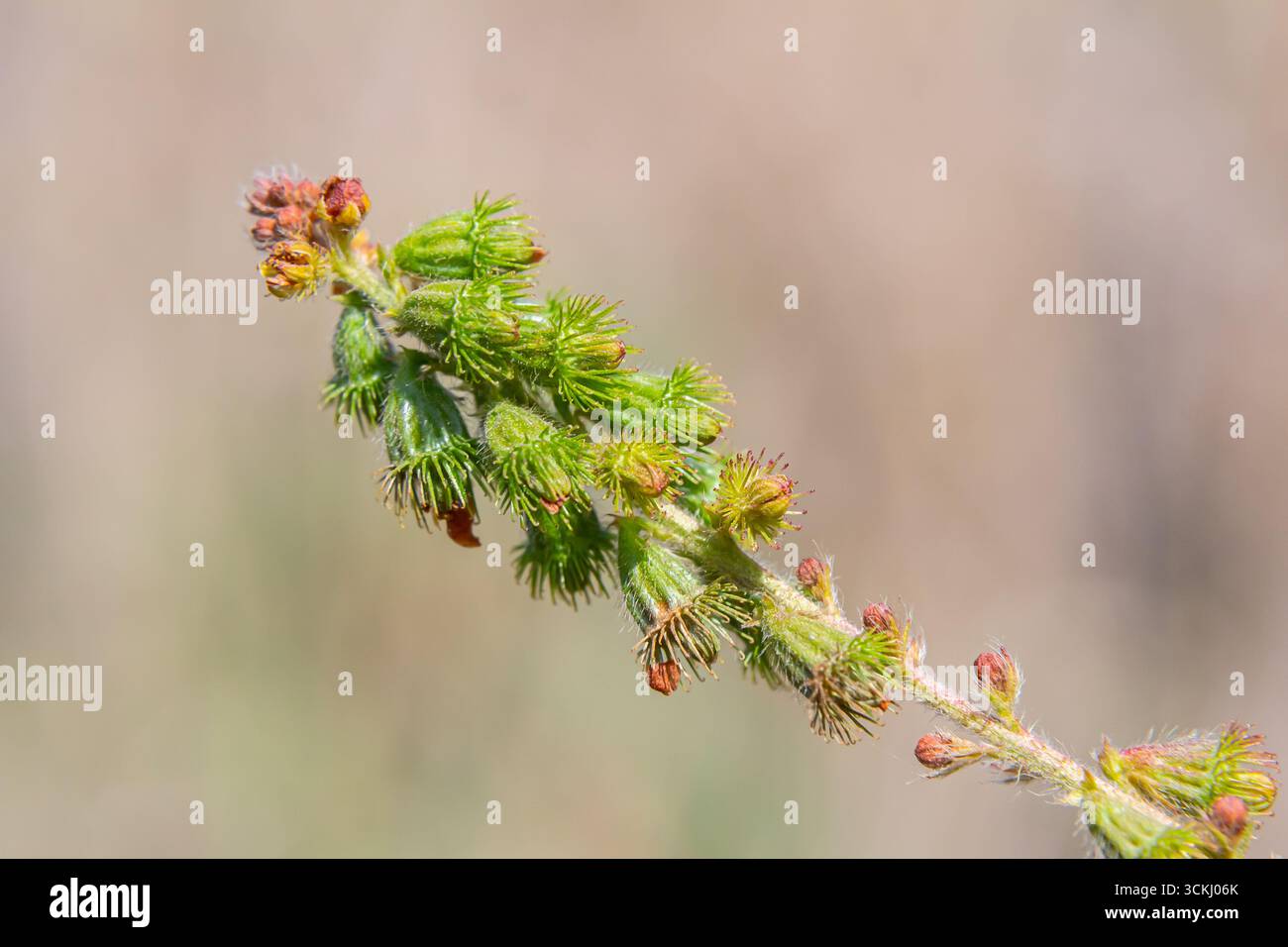 Semi di agrimonia comuni, nome latino Agrimonia eupatoria. Foto Stock