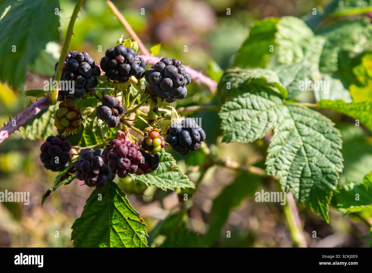 Foto ravvicinata del Rubus caesius, frutto maturo e stagionato alla luce del sole. Foto Stock