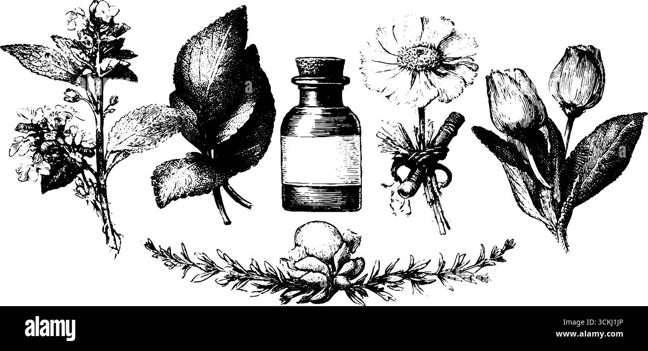 Elementi botanici d'annata di erbe medicinali e fiori per rimedi naturali e uso decorativo. Illustrazione Vettoriale