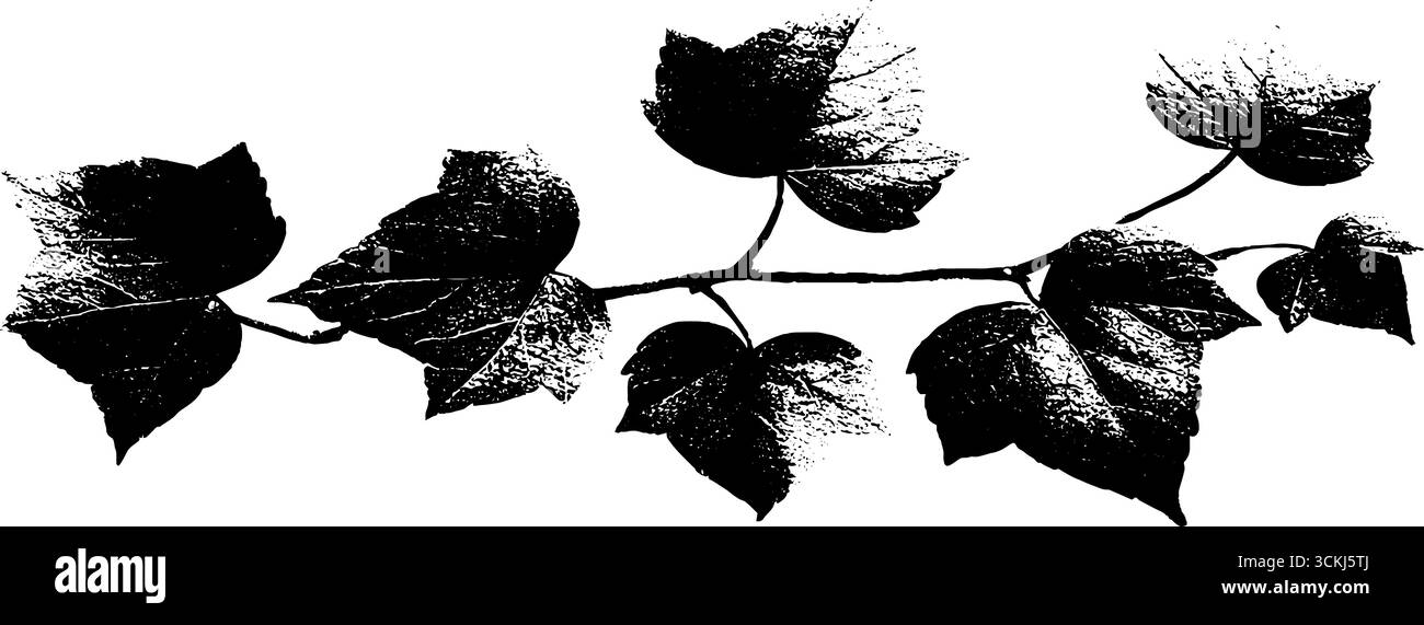 Illustrazione stencil in edera bianco e nero per design decorativo e progetti artistici. Illustrazione Vettoriale