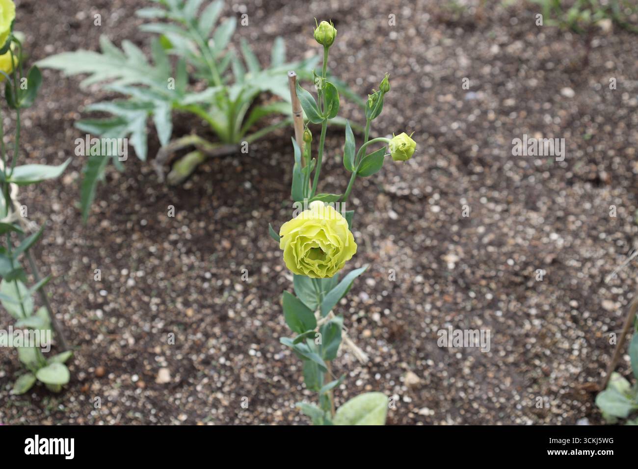 pianta singola con grande fiore giallo/verde chiaro sopra piccole foglie appuntite Foto Stock