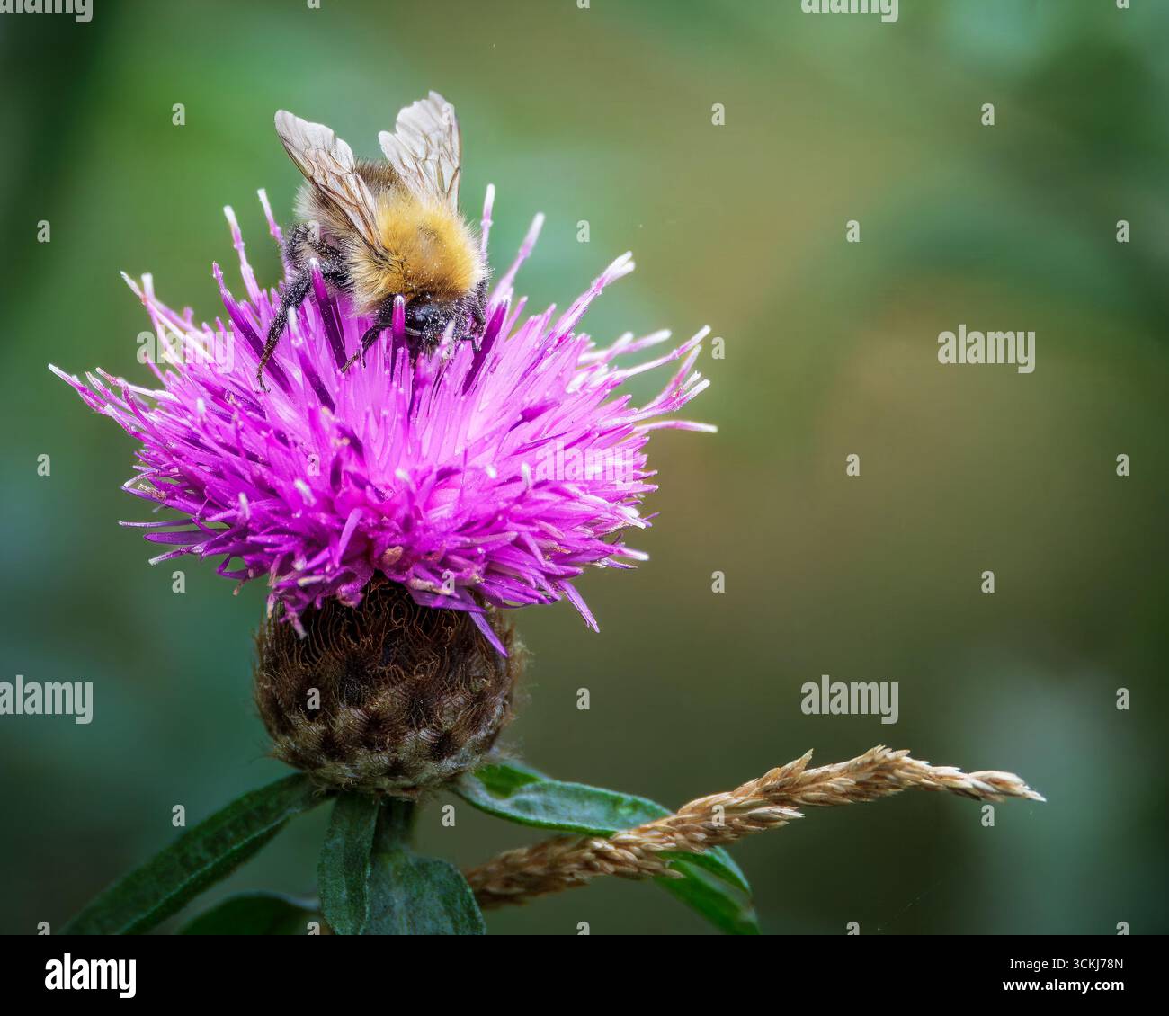 Primo piano di un operaio dell'ape carceraria comune, Bombus pascuorum sul fiore viola di knapweed, settembre 2025 Foto Stock
