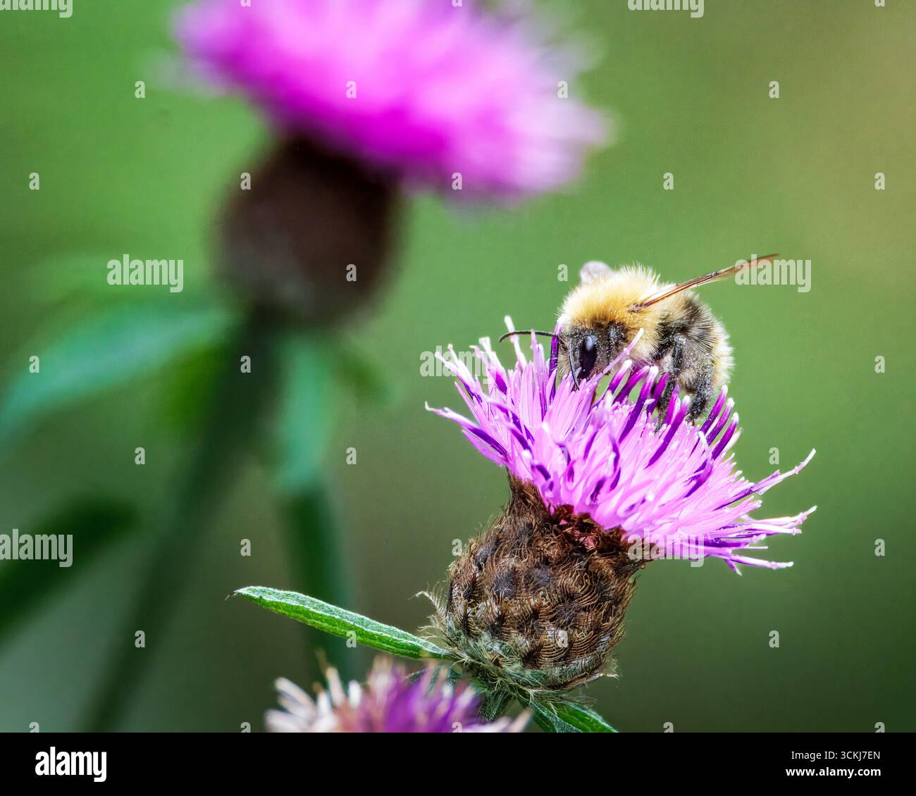 Primo piano di un operaio dell'ape carceraria comune, Bombus pascuorum sul fiore viola di knapweed, settembre 2025 Foto Stock