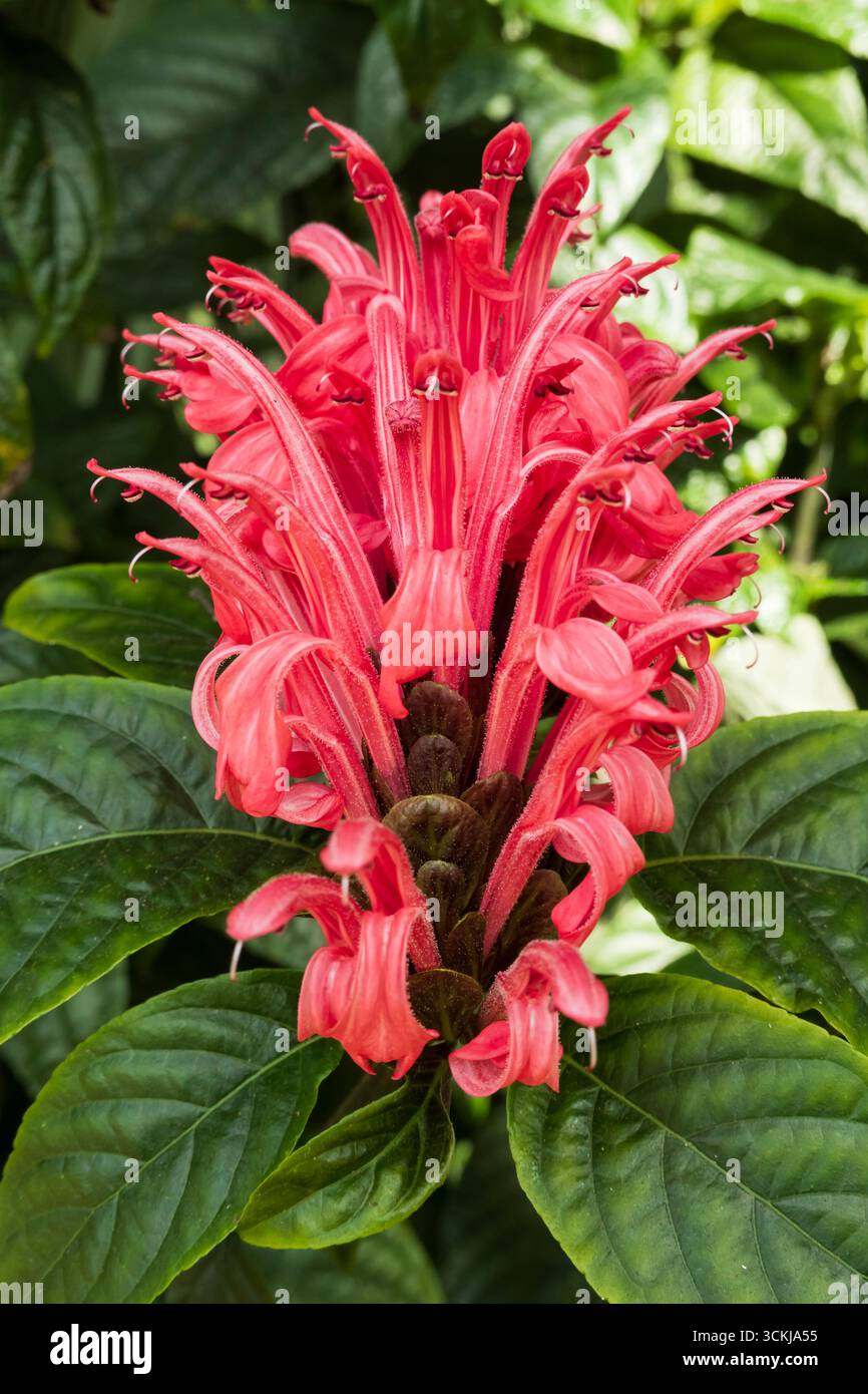 Pianta del Paradiso, Justicia Carnea, pianta del fenicottero o fiore di Plume. Fiore rosa contro foglie verde scuro. Foto Stock