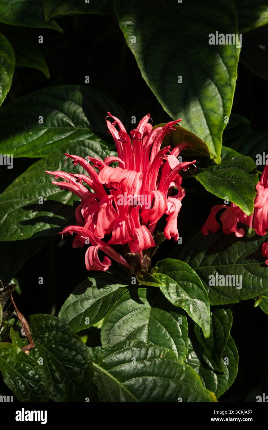 Pianta del Paradiso, Justicia Carnea, pianta del fenicottero o fiore di Plume. Fiore rosa contro foglie verde scuro. Foto Stock