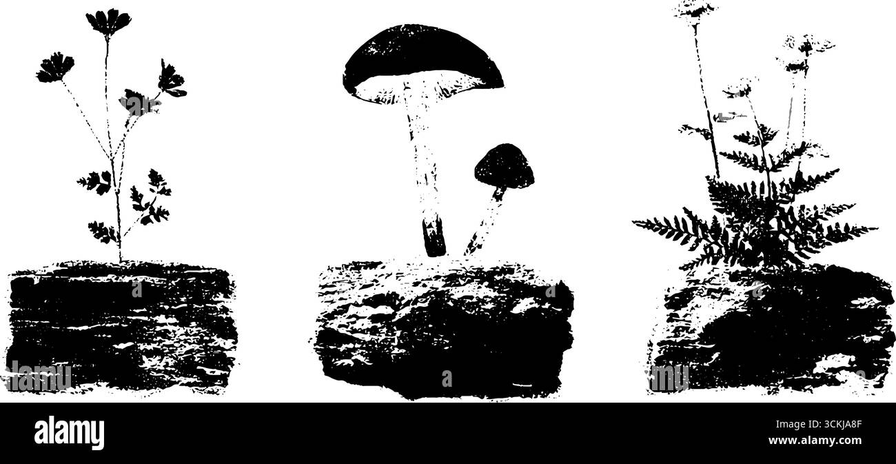 Stencil in bianco e nero illustrazioni di muschio e funghi per disegni naturalistici. Illustrazione Vettoriale