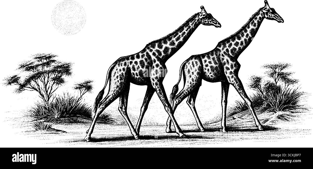 Giraffe che camminano attraverso la pianura polverosa con una silhouette disegnata a mano d'epoca. Illustrazione Vettoriale
