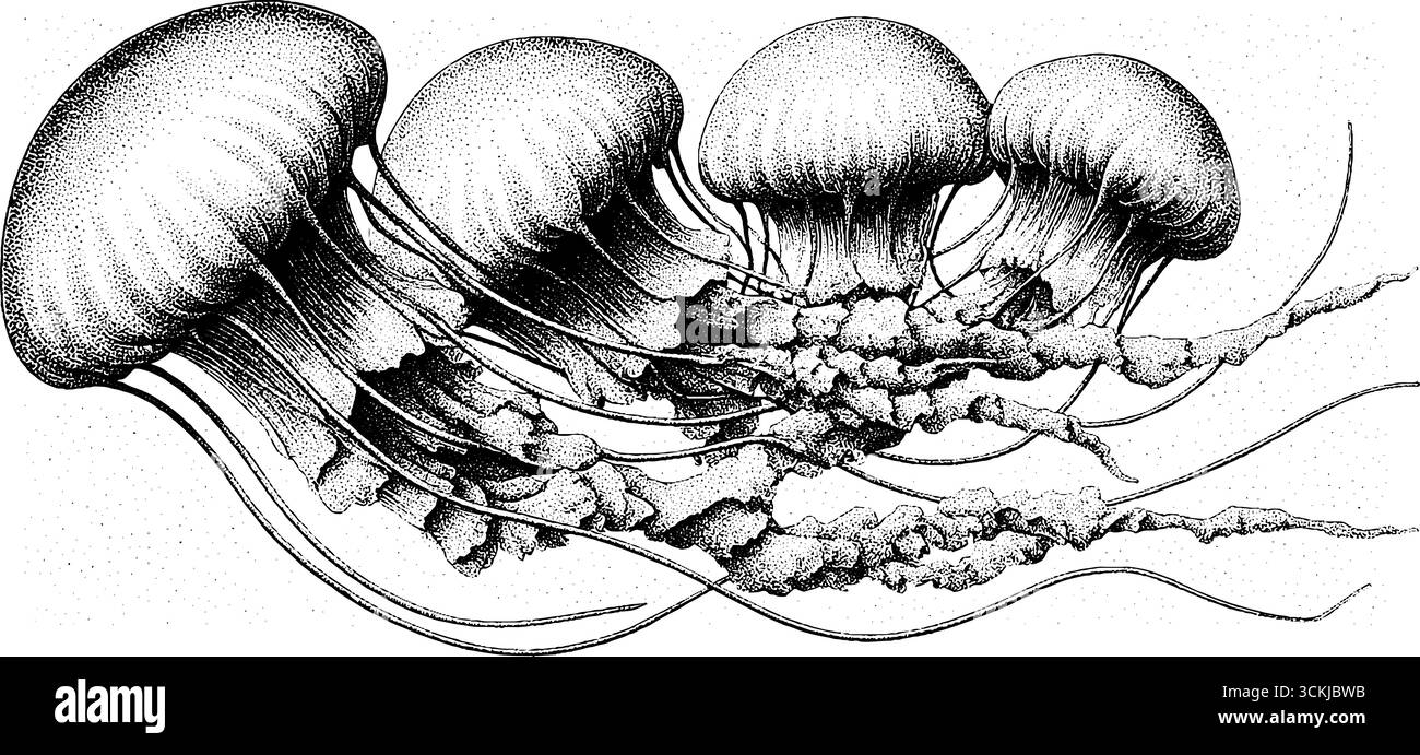 Incisione vintage di meduse che galleggiano nella silhouette della zona crepuscolare. Illustrazione Vettoriale